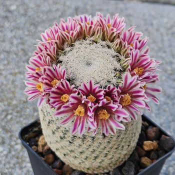 Preview: Mammillaria hermosana